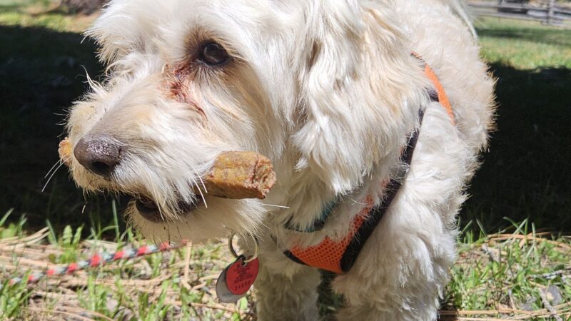 Fureverdog Rescue and Boarding - Fort Lupton, CO