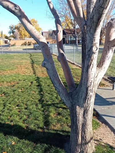 Fort Morgan Dog Park (Gateway) - Fort Morgan, CO