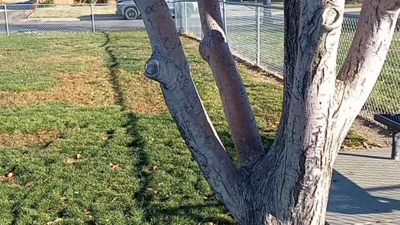 Fort Morgan Dog Park (Gateway) - Fort Morgan, CO