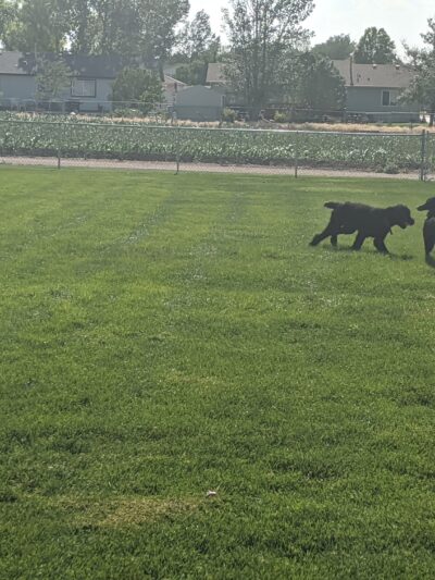 Fort Morgan Dog Park (Gateway) - Fort Morgan, CO