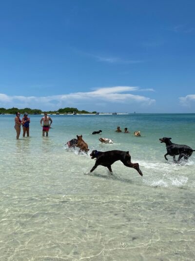 Bonita Beach Dog Park - Fort Myers Beach, FL