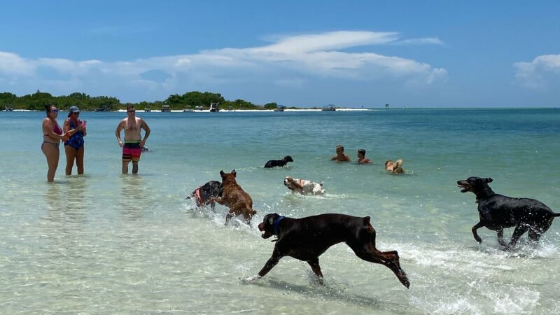 Bonita Beach Dog Park - Fort Myers Beach, FL