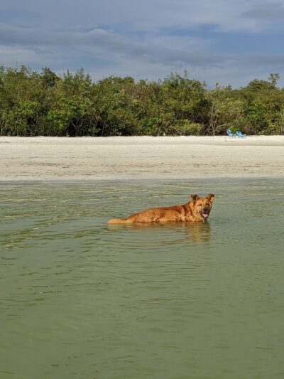 Bonita Beach Dog Park - Fort Myers Beach, FL