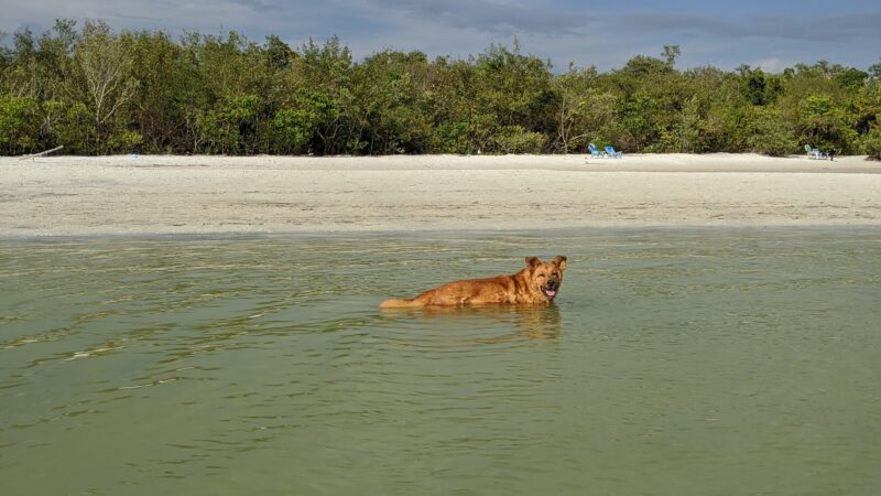 Bonita Beach Dog Park - Fort Myers Beach, FL