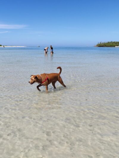 Bonita Beach Dog Park - Fort Myers Beach, FL