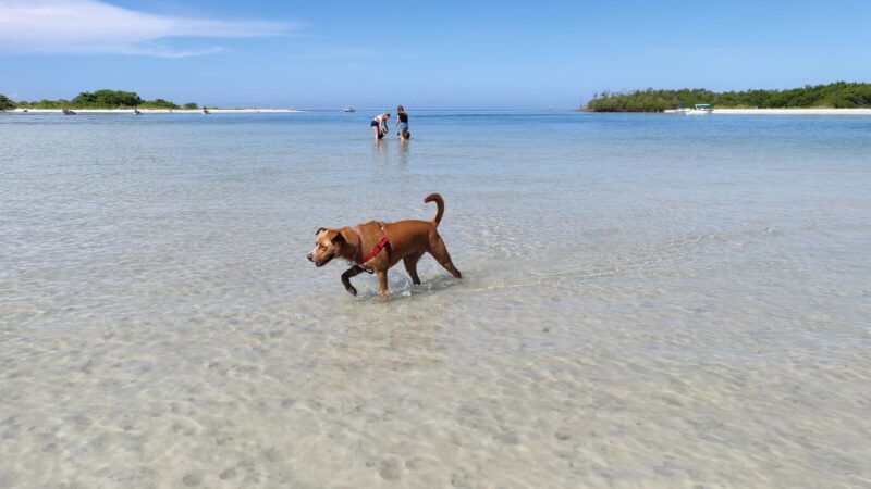 Bonita Beach Dog Park - Fort Myers Beach, FL