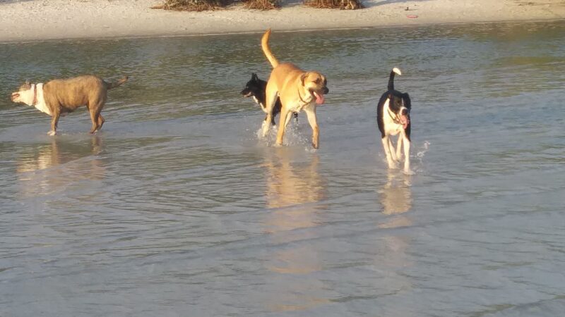 Bonita Beach Dog Park - Fort Myers Beach, FL