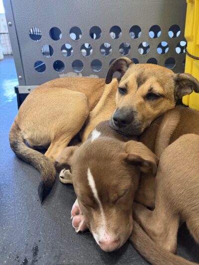 Dogtopia of Fort Myers- Daycare, Boarding, Spa - Fort Myers, FL