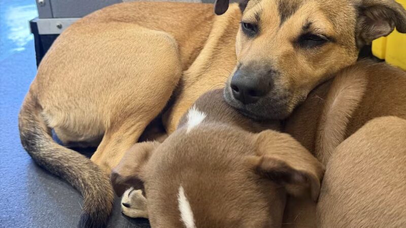 Dogtopia of Fort Myers- Daycare, Boarding, Spa - Fort Myers, FL