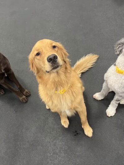 Dogtopia of Fort Myers- Daycare, Boarding, Spa - Fort Myers, FL