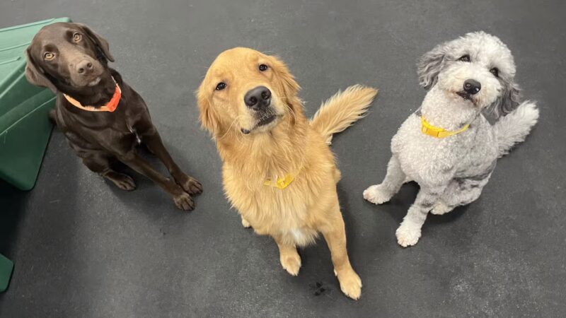 Dogtopia of Fort Myers- Daycare, Boarding, Spa - Fort Myers, FL