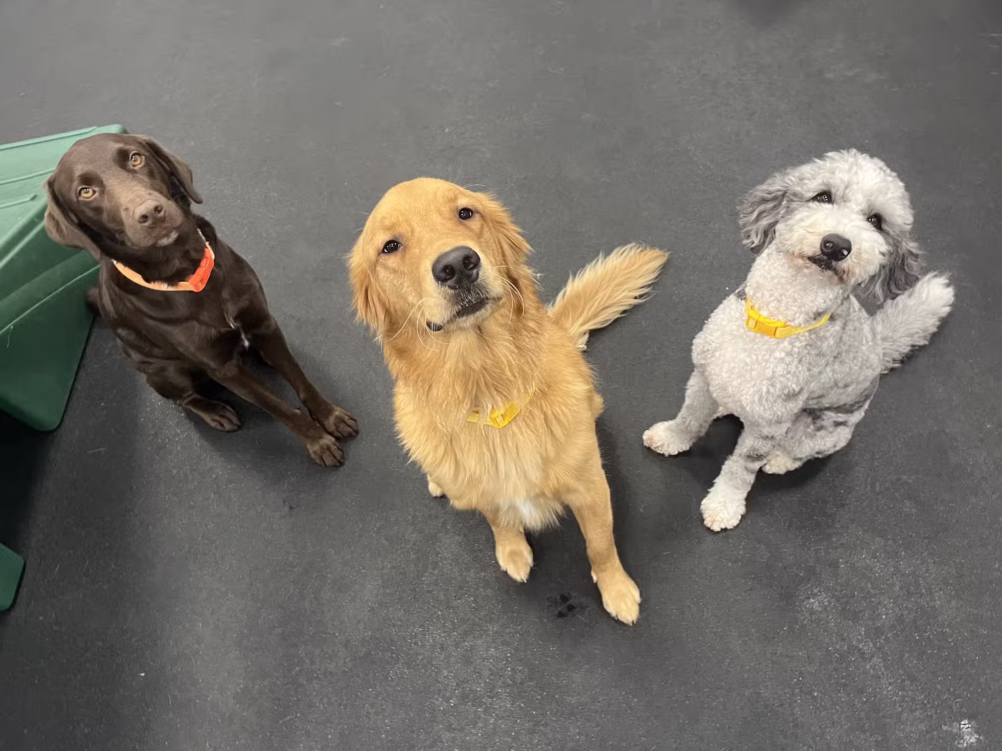 Dogtopia of Fort Myers- Daycare, Boarding, Spa - Fort Myers, FL