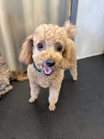 Dogtopia of Fort Myers- Daycare, Boarding, Spa - Fort Myers, FL