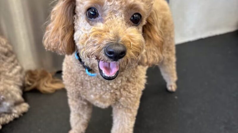 Dogtopia of Fort Myers- Daycare, Boarding, Spa - Fort Myers, FL