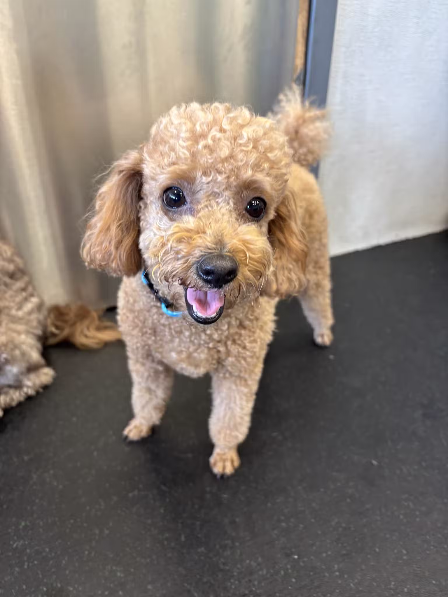 Dogtopia of Fort Myers- Daycare, Boarding, Spa - Fort Myers, FL