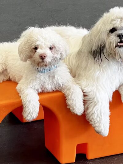 Dogtopia of Fort Myers- Daycare, Boarding, Spa - Fort Myers, FL