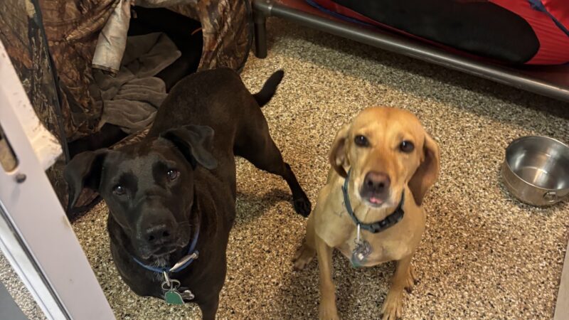 Cozy Home Pet Care - Fort Ripley, MN