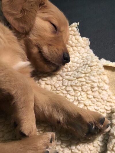 Cozy Home Pet Care - Fort Ripley, MN