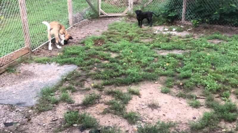 Cozy Home Pet Care - Fort Ripley, MN
