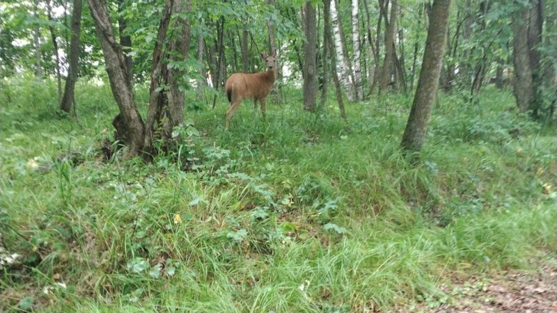 Fort Ripley Trail - Fort Ripley, MN