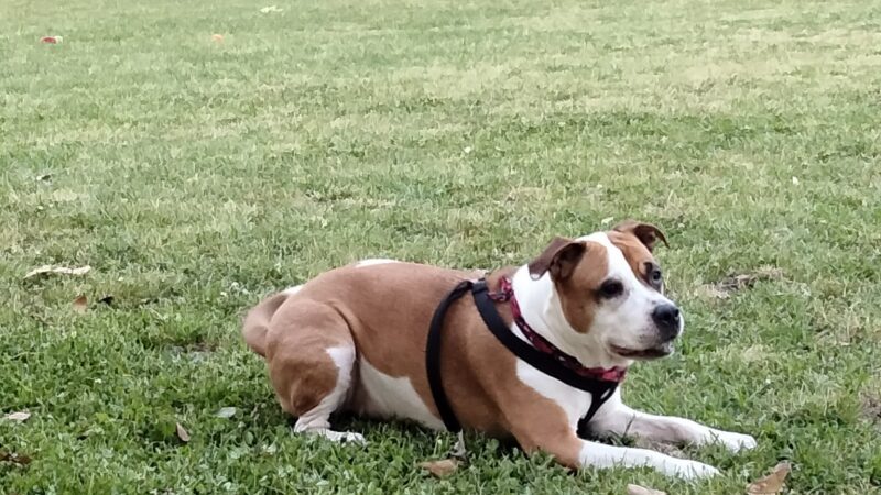 Dog Park - Fort Stewart, GA