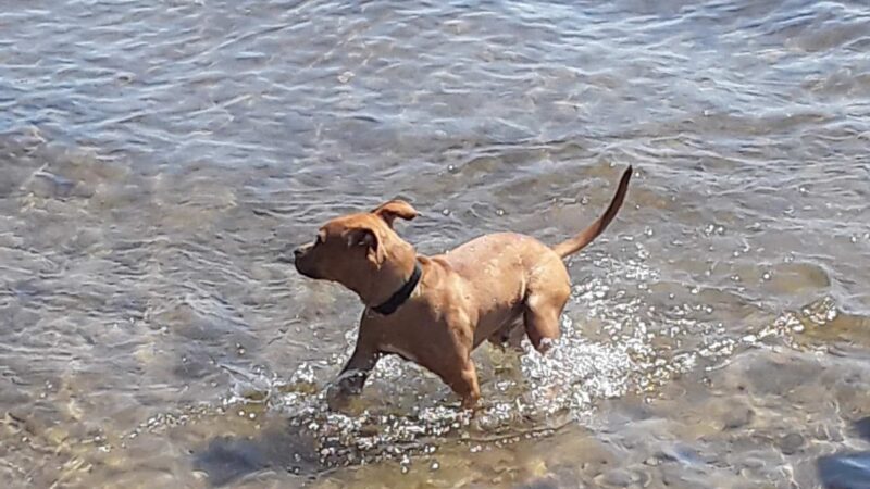 Liza Jackson Dog Park - Fort Walton Beach, FL