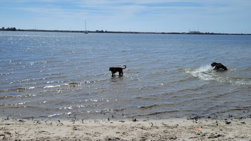 Liza Jackson Dog Park - Fort Walton Beach, FL