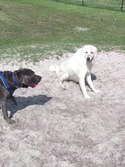 Liza Jackson Dog Park - Fort Walton Beach, FL