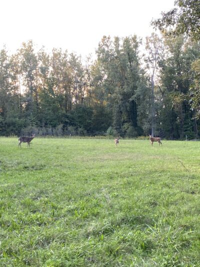 Fox Island County Park - Fort Wayne, IN