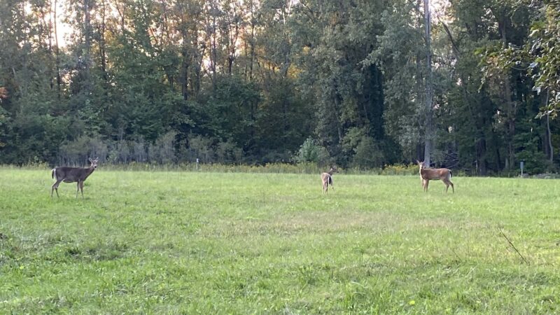 Fox Island County Park - Fort Wayne, IN