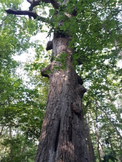 Fox Island County Park - Fort Wayne, IN