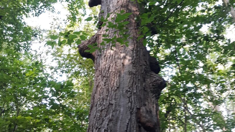 Fox Island County Park - Fort Wayne, IN