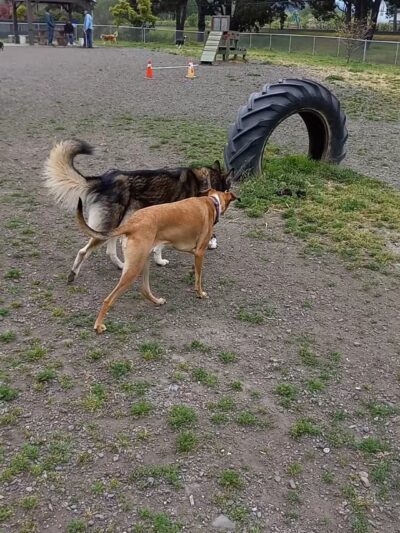 Fortuna Dog Park - Fortuna, CA