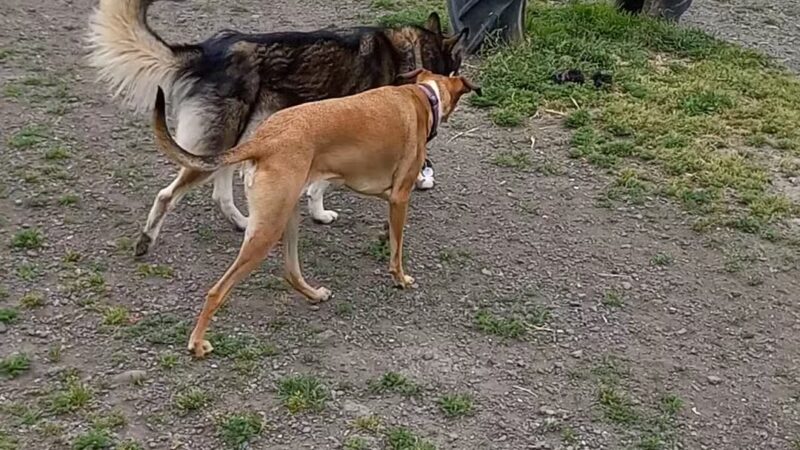 Fortuna Dog Park - Fortuna, CA