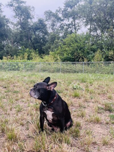 Fortuna Dog Park - Fortuna, CA