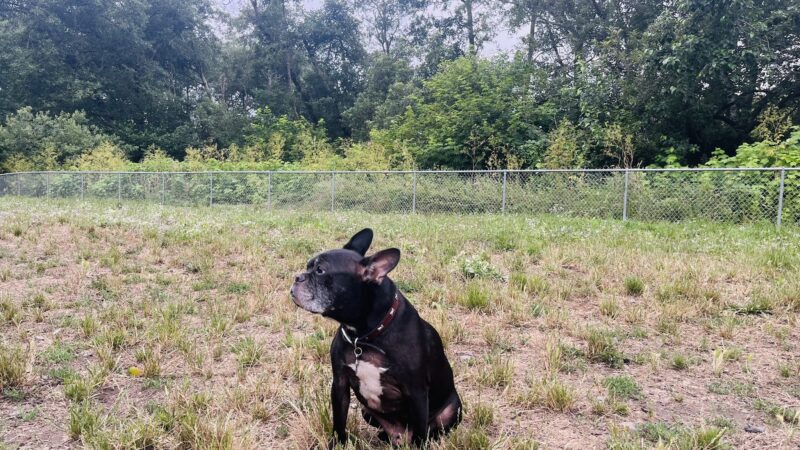 Fortuna Dog Park - Fortuna, CA