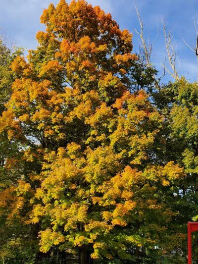 Memorial Park - Fortville, IN