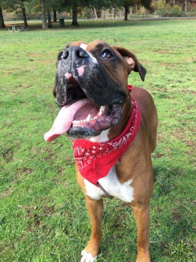 Sunnyside Off-Leash Dog Park - Foster, OR