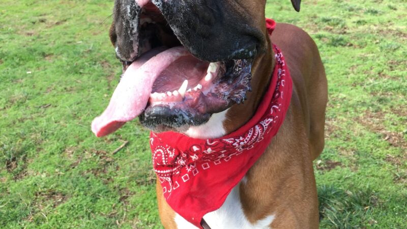 Sunnyside Off-Leash Dog Park - Foster, OR