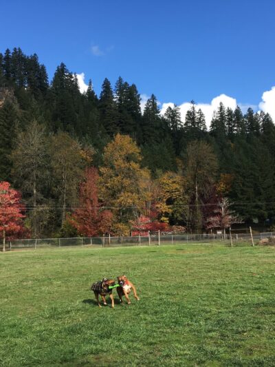 Sunnyside Off-Leash Dog Park - Foster, OR