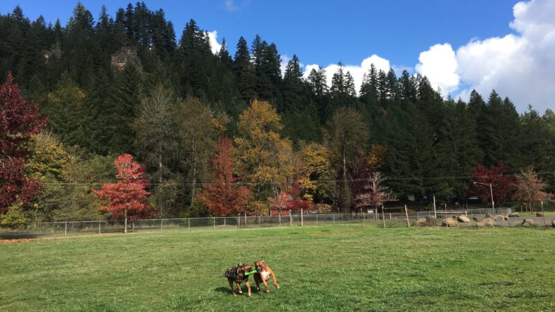 Sunnyside Off-Leash Dog Park - Foster, OR