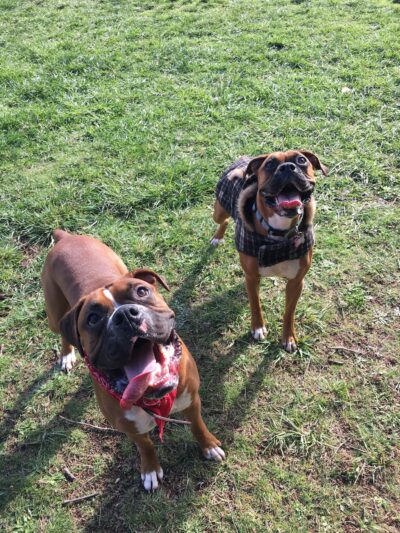 Sunnyside Off-Leash Dog Park - Foster, OR