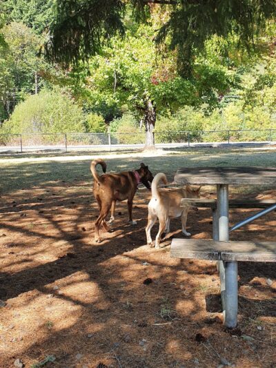 Sunnyside Off-Leash Dog Park - Foster, OR