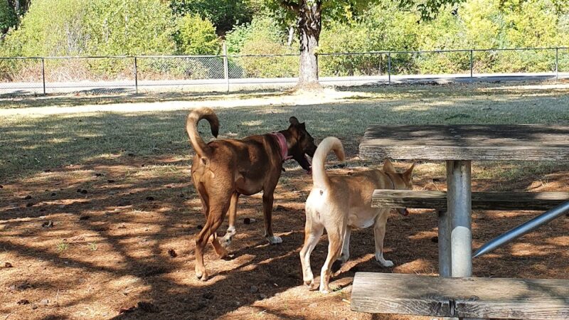 Sunnyside Off-Leash Dog Park - Foster, OR