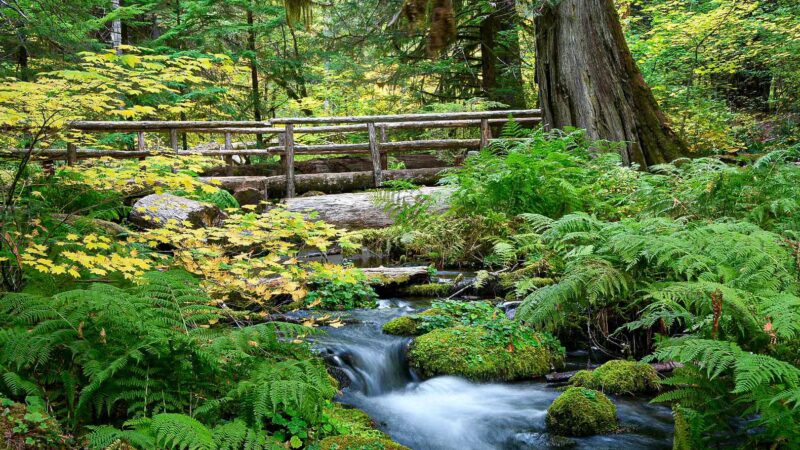 Tamolitch Trail Head - Foster, OR