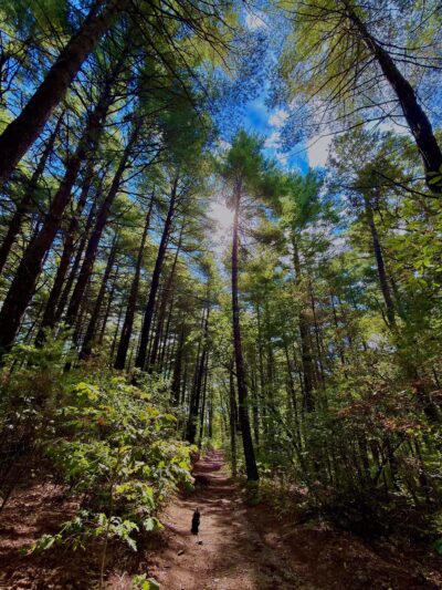 Storybook Trail - Foxborough, MA