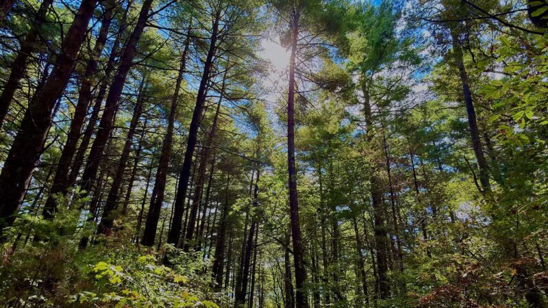 Storybook Trail - Foxborough, MA