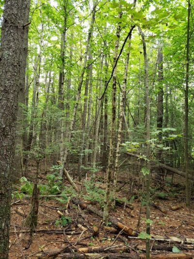 Dow Park - Franconia, NH