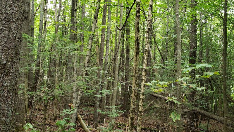 Dow Park - Franconia, NH