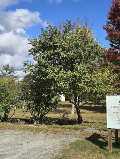 Dow Park - Franconia, NH